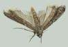 Ephestia elutella